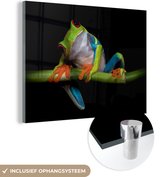 Peinture sur verre - Grenouille - Animaux - Vert - Oranje - Rouge - Photo sur verre - Peinture sur verre - 80x60 cm - Décoration murale
