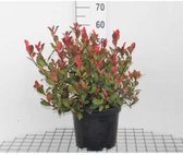 Photinia fraseri 'Camilvy' - Glansmispel 40 - 60 cm in pot