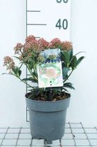 Skimmia japonica ' Marlot' - Skimmia 20 - 25 cm in pot