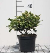 Osmanthus heterophyllus 'Goshiki' - Schijnhulst 20 - 25 cm in pot