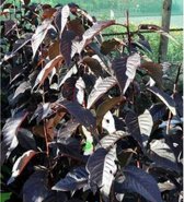 Prunus serrulata 'Royal Burgundy' - Japanse Sierkers, Sierkerselaar 60 - 80 cm in pot