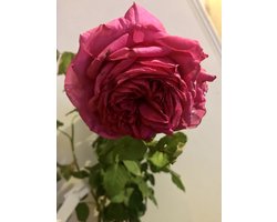 Rosa 'Mme Isaac Pereire - Roos, klimroos in pot