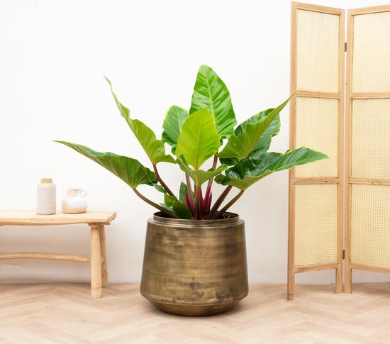 philodendron hederaceum Philodendron hederaceum 'Micans' 4" at SPROUT HOME