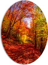 PVC Schuimplaat Ovaal - Bospad Bedolven onder Rode Herfstbladeren in Herfstbos - 30x40 cm Foto op Ovaal (Met Ophangsysteem)