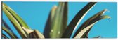 Dibond - Bladeren van Ananas met Blauwe Achtergrond - 60x20 cm Foto op Aluminium (Met Ophangsysteem)