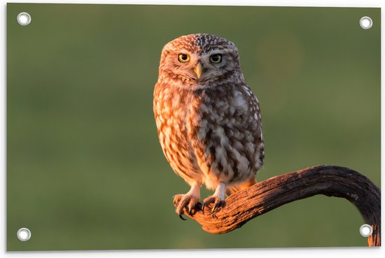 Tuinposter – Bruine Steenuil Zittend op Smalle Tak - 60x40 cm Foto op Tuinposter (wanddecoratie voor buiten en binnen)