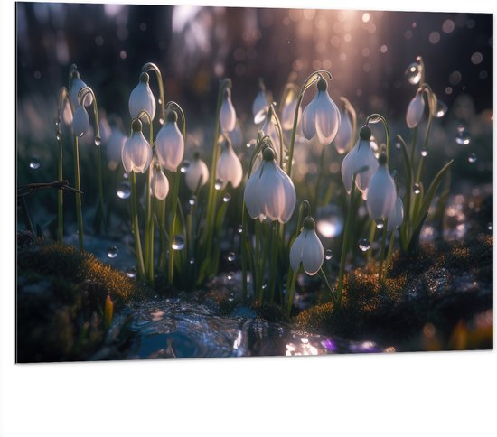 Dibond - Witte Sneeuwklokjes Bloemen in het Bos tijdens de Winter - 100x75 cm Foto op Aluminium (Met Ophangsysteem)
