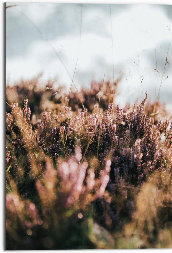 Dibond - Landschap - Planten - Paars - Groen - 50x75 cm Foto op Aluminium (Met Ophangsysteem)