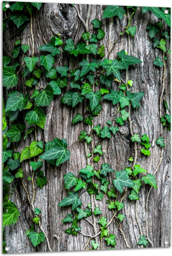 Tuinposter – Boom - Stam - Begroeid - Planten - Bladeren - Groen - 80x120 cm Foto op Tuinposter (wanddecoratie voor buiten en binnen)