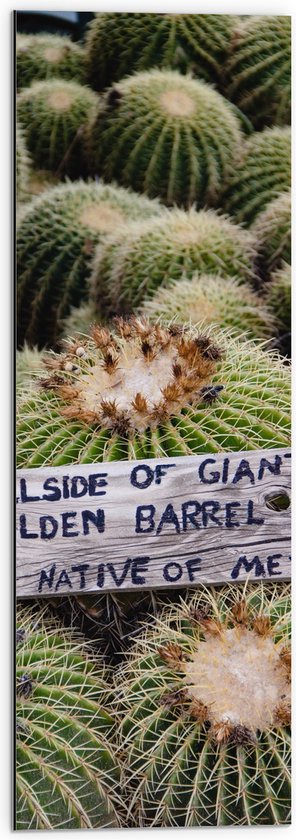 Dibond - Cactussen - Planten - Tekst - Bordje - Hout - Kleuren - 30x90 cm Foto op Aluminium (Met Ophangsysteem)