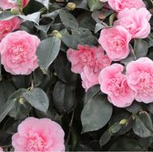 Camélia / rose japonaise - Camellia japonica 'Pink' 50-60 cm