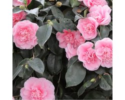 Camelia / Japanse roos - Camellia japonica 'Roze' 50-60 cm
