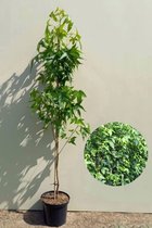 Jonge Zuilvormige Amberboom | Liquidambar styraciflua 'Slender Silhouette' | 150-200cm hoogte