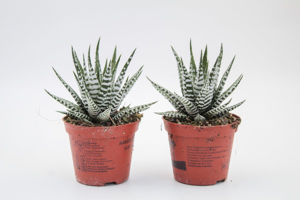 Ikhebeencactus | Set van 2 stuks | Haworthia Fasciata "alba" | Zebraplant | vetplant | 8.5cm pot | 13 cm hoog