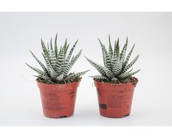 Ikhebeencactus | Set van 2 stuks | Haworthia Fasciata "alba" | Zebraplant | vetplant | 8.5cm pot | 13 cm hoog