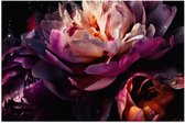Poster Glanzend – Paars-Roze Kleurige Open Bloem met Waterdruppels - 60x40 cm Foto op Posterpapier met Glanzende Afwerking