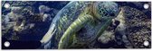 Tuinposter – Mensenhand op Zeeschildpad bij het Koraal - 60x20 cm Foto op Tuinposter (wanddecoratie voor buiten en binnen)
