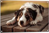 Tuinposter – Liggende Zwart met Witte Hond op Houten Picknicktafel - 90x60 cm Foto op Tuinposter (wanddecoratie voor buiten en binnen)