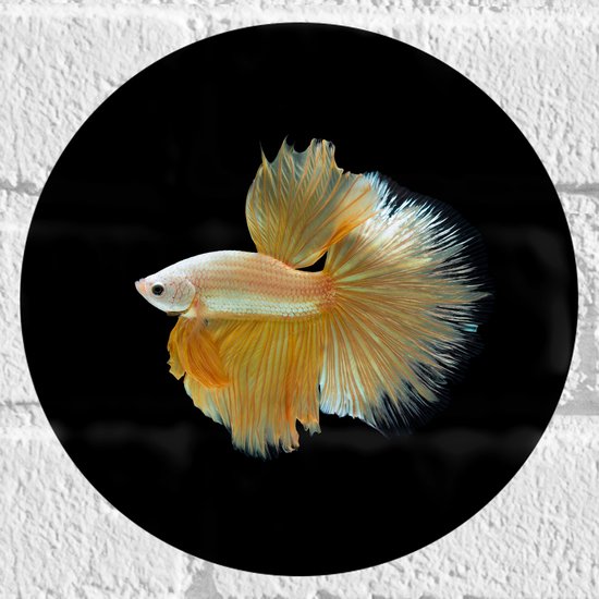 Muursticker Cirkel - Zijaanzicht van Goud- Gele Vis met Sierlijke Vinnen - 20x20 cm Foto op Muursticker