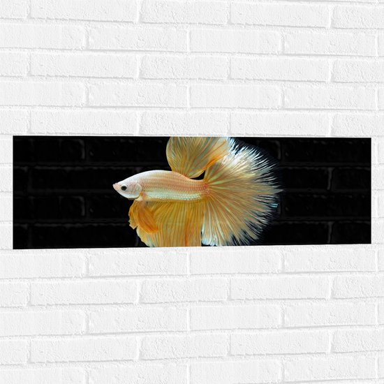 Muursticker - Zijaanzicht van Goud- Gele Vis met Sierlijke Vinnen - 90x30 cm Foto op Muursticker