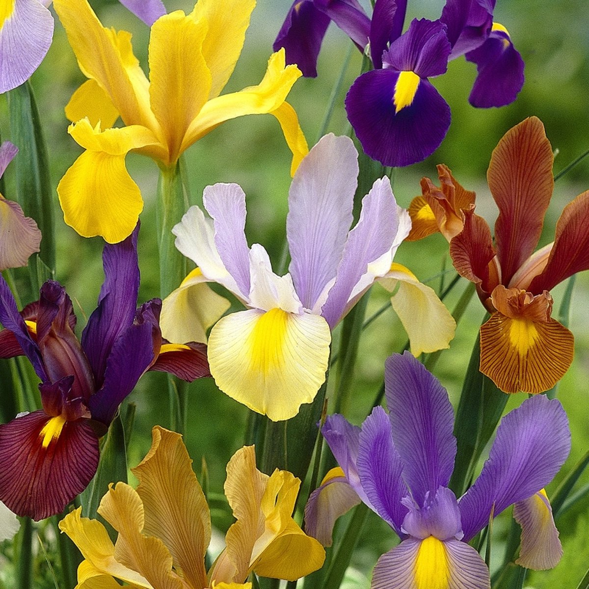 Iris Hollandica mix | 25 stuks | Meerkleurig | Irisbollen