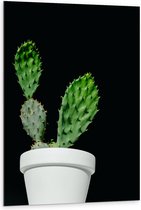 Dibond - Cactus - Plant - Bloempot - 80x120 cm Foto op Aluminium (Wanddecoratie van metaal)