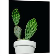 Dibond - Cactus - Plant - Bloempot - 75x100 cm Foto op Aluminium (Wanddecoratie van metaal)