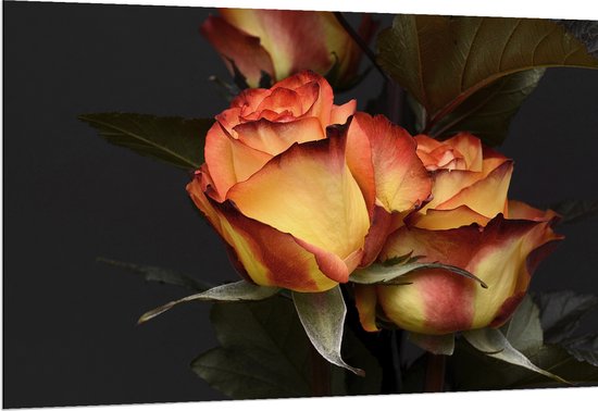 Dibond - Roos - Bladeren - Bloem - Plant - Rood - Oranje - Geel - 150x100 cm Foto op Aluminium (Wanddecoratie van metaal)