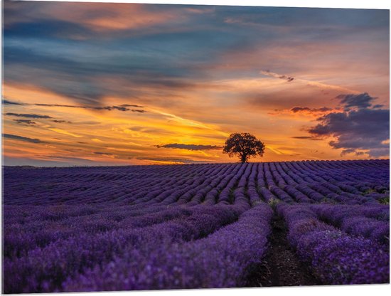 Acrylglas - Landschap - Bloemen - Planten - Boom - Lavendel - Zonsondergnag - Paars - 100x75 cm Foto op Acrylglas (Wanddecoratie op Acrylaat)