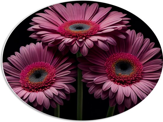 PVC Schuimplaat Ovaal - Drie Roze Gerbera Bloemen op een Rij tegen Zwarte Achtergrond - 56x42 cm Foto op Ovaal (Met Ophangsysteem)
