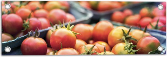 Tuinposter – Tomaten in Bakjes - 60x20 cm Foto op Tuinposter (wanddecoratie voor buiten en binnen)