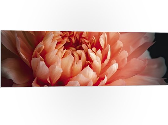 PVC Schuimplaat - Close-up van Bloeiende Roze Pioenroos - 120x40 cm Foto op PVC Schuimplaat (Met Ophangsysteem)