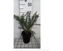Ulex europaeus - Gaspeldoorn 15 - 20 cm in pot