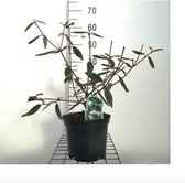 Viburnum 'Pragense' - Sneeuwbal 40 - 60 cm in pot