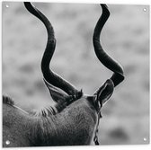Tuinposter – Achteraanzicht van Antilope (Zwart-wit) - 80x80 cm Foto op Tuinposter (wanddecoratie voor buiten en binnen)