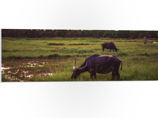 PVC Schuimplaat- Buffels Grazend in het Landschap - 90x30 cm Foto op PVC Schuimplaat