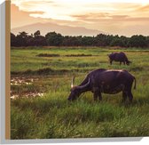 Hout - Buffels Grazend in het Landschap - 50x50 cm - 9 mm dik - Foto op Hout (Met Ophangsysteem)