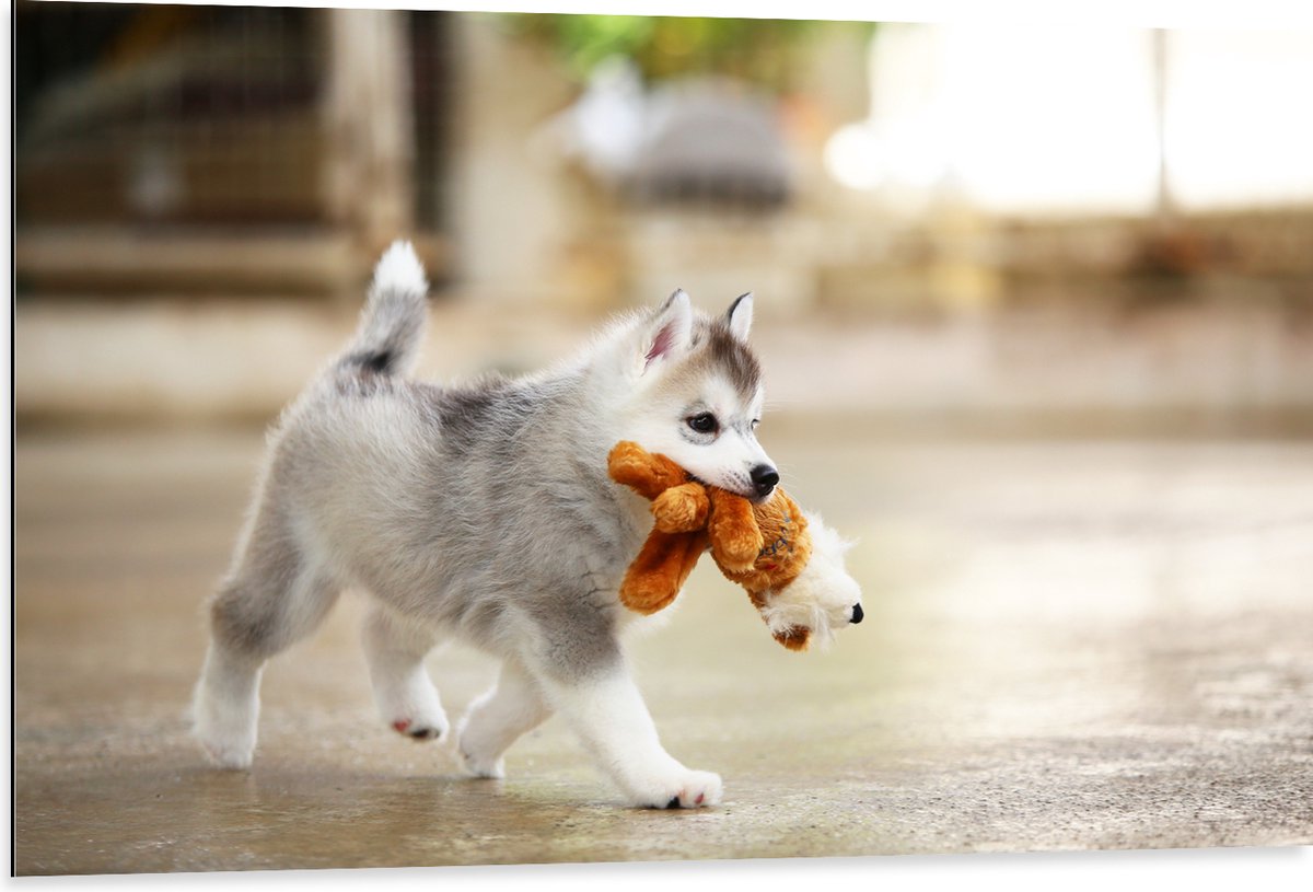 Dibond - Siberische Husky Puppy met Knuffel - 105x70 cm Foto op Aluminium (Met Ophangsysteem)