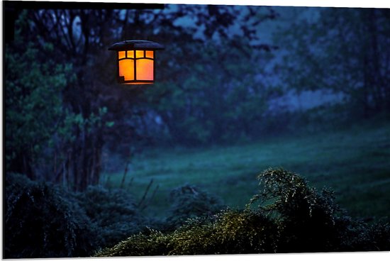 Dibond - Bomen - Bossen - Gras - Natuur - Licht - Lampje - 90x60 cm Foto op Aluminium (Wanddecoratie van metaal)