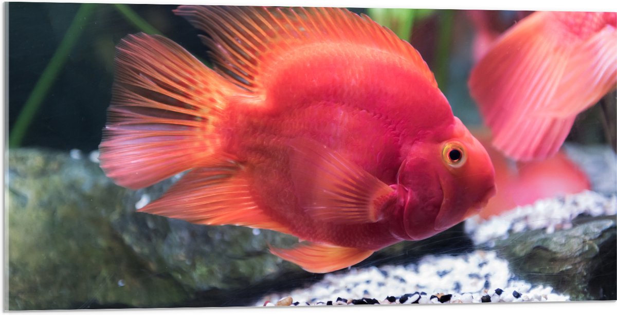 Acrylglas - Rode Papegaai Cichlide Vis Zwemmend in Aquarium - 100x50 cm Foto op Acrylglas (Met Ophangsysteem)