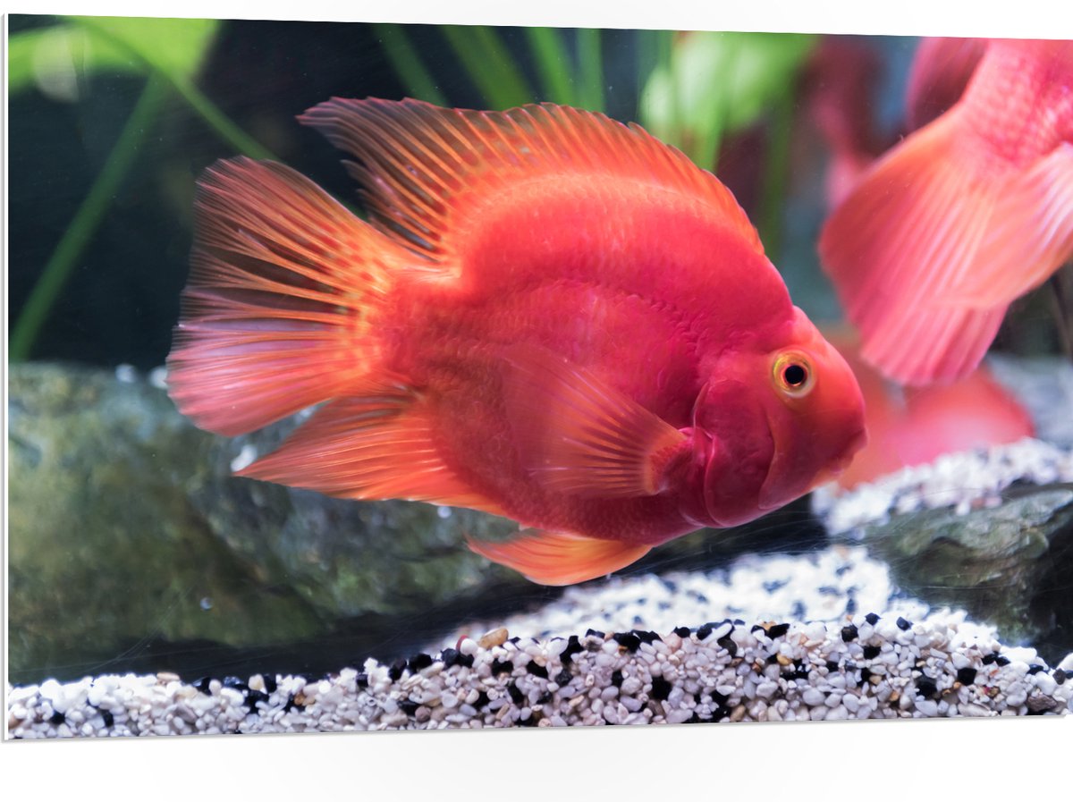 PVC Schuimplaat- Rode Papegaai Cichlide Vis Zwemmend in Aquarium - 105x70 cm Foto op PVC Schuimplaat