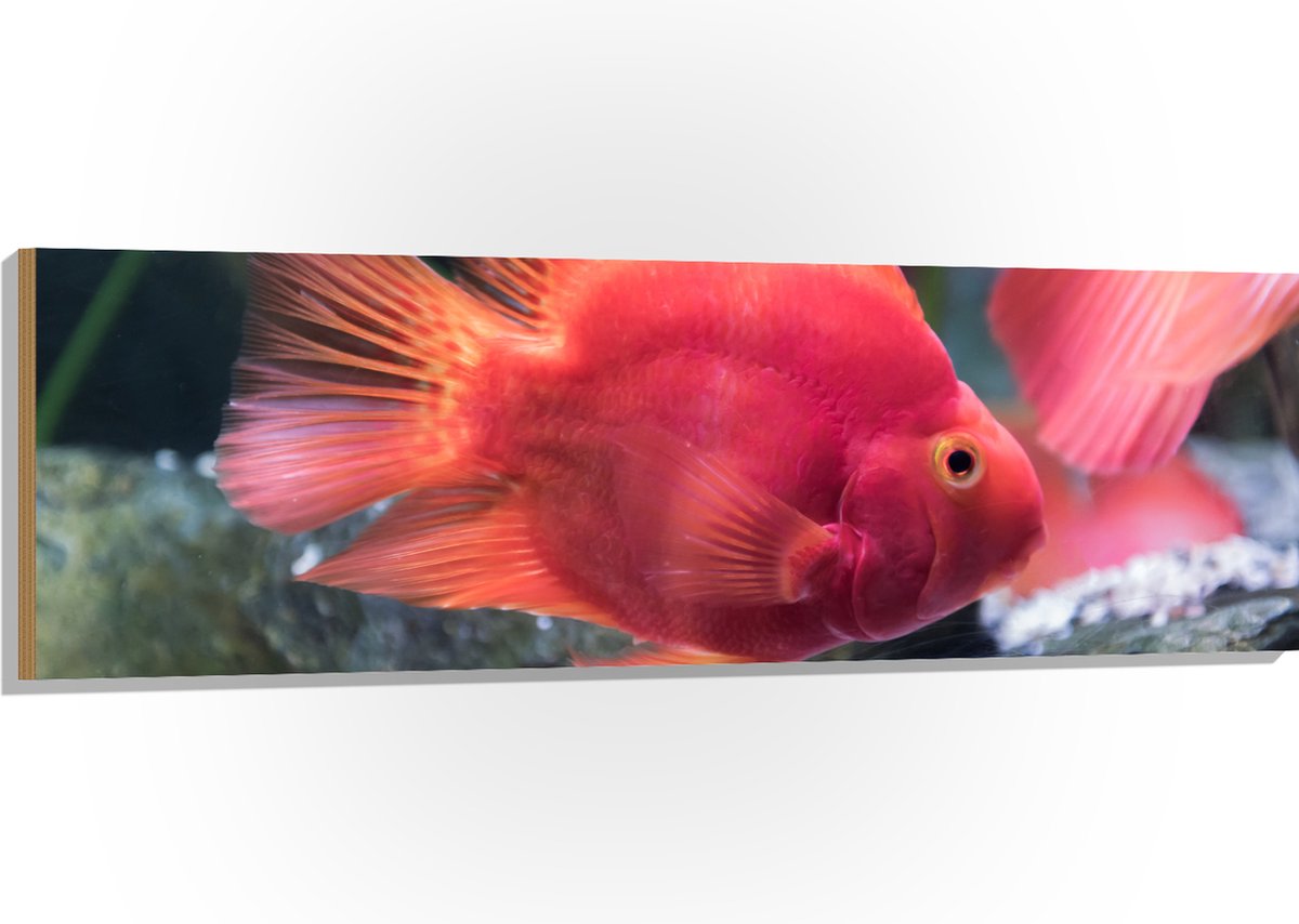 Hout - Rode Papegaai Cichlide Vis Zwemmend in Aquarium - 150x50 cm - 9 mm dik - Foto op Hout (Met Ophangsysteem)