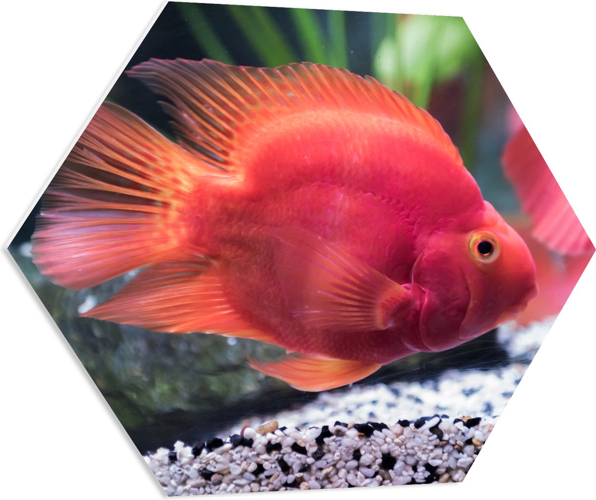 PVC Schuimplaat Hexagon - Rode Papegaai Cichlide Vis Zwemmend in Aquarium - 80x69.6 cm Foto op Hexagon (Met Ophangsysteem)