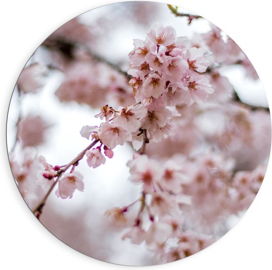 Dibond Muurcirkel - Bomen - Takken - Bloemen - Bloesem - 90x90 cm Foto op Aluminium Muurcirkel (met ophangsysteem)