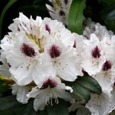 Rhododendron 'Sappho' - 40-50 cm