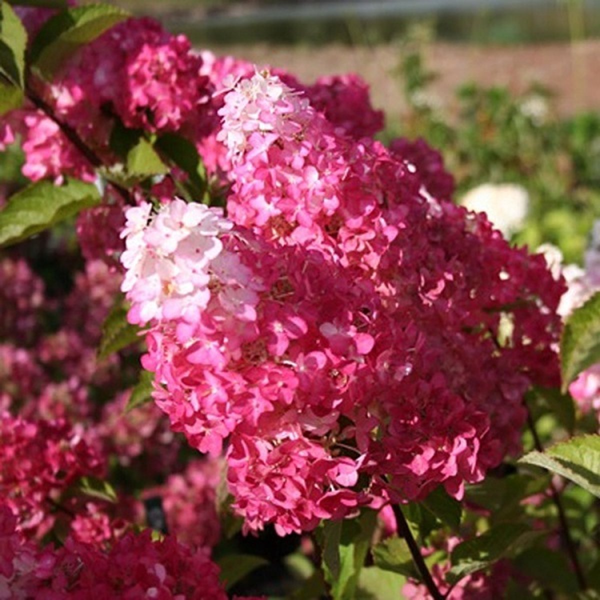 Pluimhortensia - Hydrangea paniculata 'Pinkachu'® PW - 40-50 cm