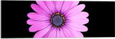 Acrylglas - Bloem - Roze - Bladeren - 90x30 cm Foto op Acrylglas (Met Ophangsysteem)