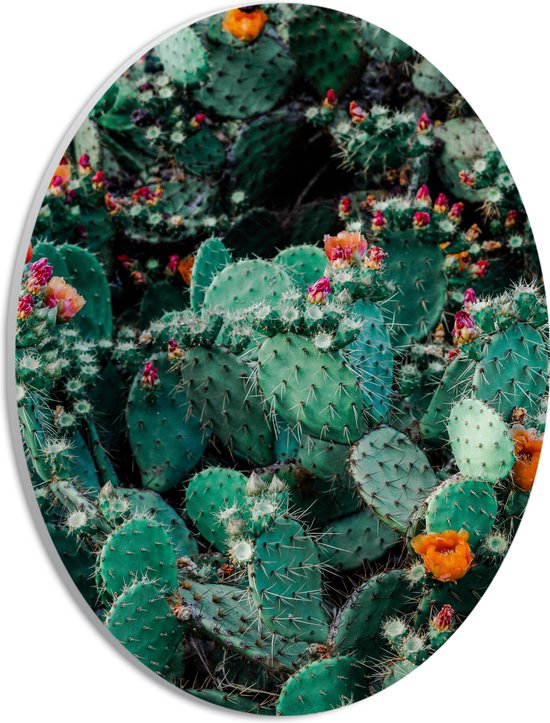 PVC Schuimplaat Ovaal - Cactussen - Prikkers - Kleuren - 21x28 cm Foto op Ovaal (Met Ophangsysteem)