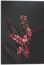 Dibond - Close-up - Bloem - Natuur - Roze - 50x75 cm Foto op Aluminium (Met Ophangsysteem)