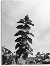 Acrylglas - Landschap - Planten - Bladeren - Zwart - Wit - 30x40 cm Foto op Acrylglas (Met Ophangsysteem)